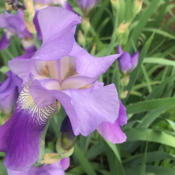 Meet your Posher, Wendy - Picture 1 of 1